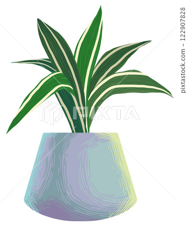 Lucky bamboo Dracaena sanderiana white stripe Lucky bamboo Dracaena sanderiana white stripe 122907828