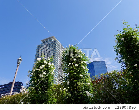 大阪市北區中之島公園大川沿岸的散步道上盛開著美麗的玫瑰 122907880