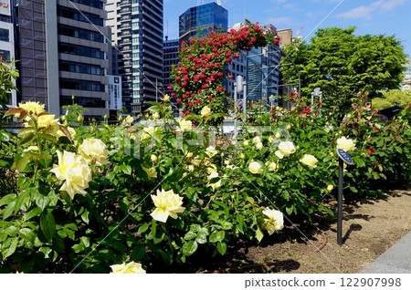 大阪市北區中之島公園玫瑰園裡盛開的美麗玫瑰 大阪市北區中之島公園玫瑰園裡盛開的美麗玫瑰 122907998