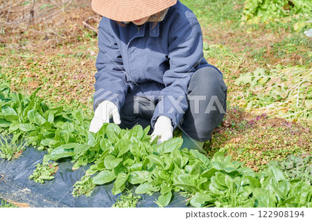 Woman working in the fields, country life, home garden Woman working in the fields, country life, home garden 122908194