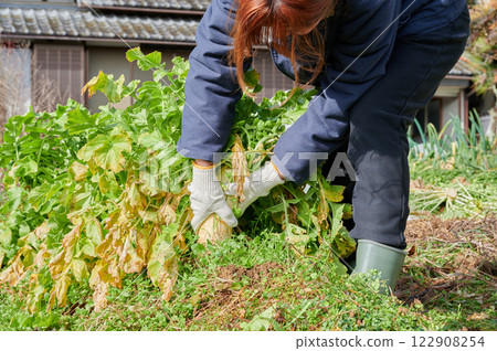 Woman working in the fields, country life, home garden Woman working in the fields, country life, home garden 122908254