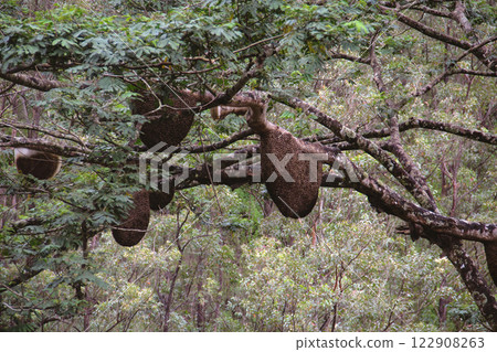 Large wild beehives hanging from tree branches in a dense green forest. 122908263