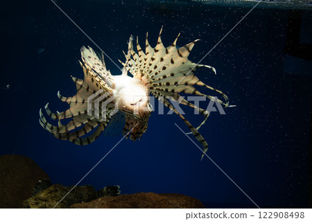 Lionfish, Scorpionfish, Lionfish, Poisonous fish, Backstroke, Upside-down Lionfish 122908498