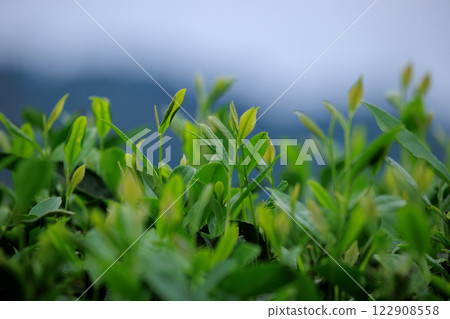 Green tea trees in spring mountains 122908558