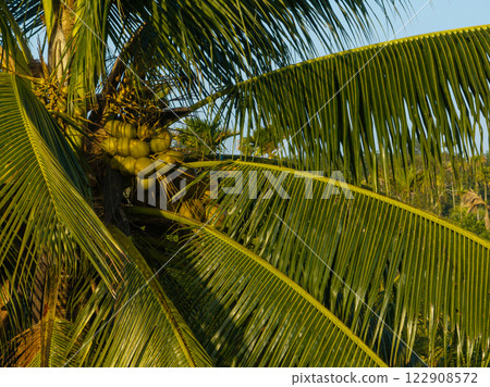 Green coconut fruits grow on tree 122908572