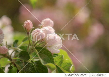 公主蘋果 122908900