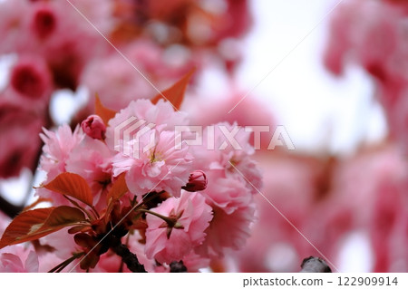 盛開的櫻花特寫 122909914