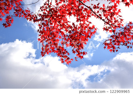 Autumn sky and autumn leaves 122909965