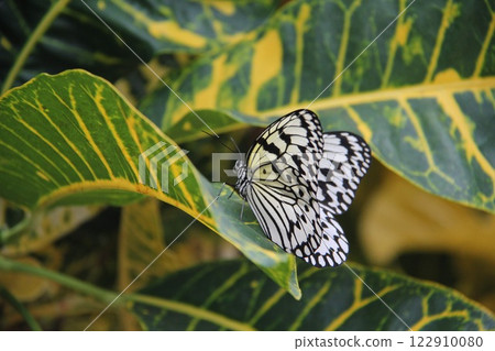 蝴蝶 蝴蝶 122910080