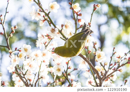 White-eye that sucks the nectar of plum blossoms White-eye that sucks the nectar of plum blossoms 122910190
