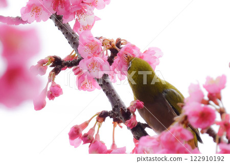 White-eye sucking the nectar of red plum flowers 122910192