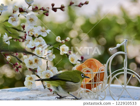 充滿梅花香氣的花園。 122910533