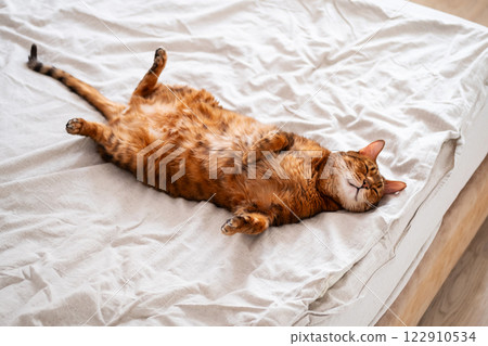 Funny Ginger Cat Asleep on Bed. Funny Ginger Cat Asleep on Bed. 122910534