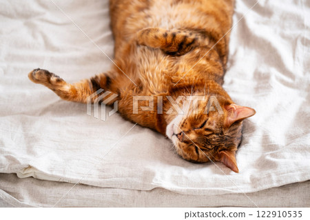 Funny Ginger Cat Asleep on Bed. 122910535