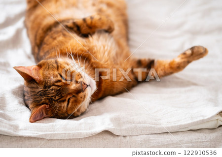 Funny Ginger Cat Asleep on Bed. Funny Ginger Cat Asleep on Bed. 122910536