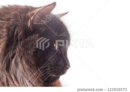 Profile of a brown cat isolated on a white background. Profile of a brown cat isolated on a white background. 122910573
