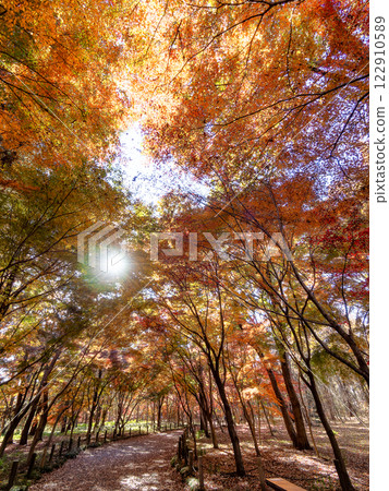 晴朗的秋日，人行道兩旁佈滿了色彩鮮豔的秋葉 122910589