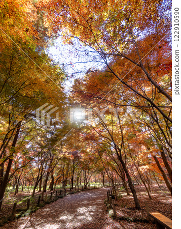 晴朗的秋日，人行道兩旁佈滿了色彩鮮豔的秋葉 122910590