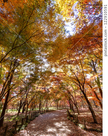 A walkway lined with vibrantly colored autumn leaves on a clear autumn day A walkway lined with vibrantly colored autumn leaves on a clear autumn day 122910591