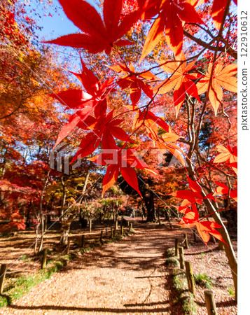 晴朗的秋日,人行道兩旁佈滿了色彩鮮豔的秋葉 晴朗的秋日,人行道兩旁佈滿了色彩鮮豔的秋葉 122910612