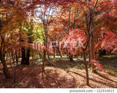 晴朗的秋日，人行道兩旁佈滿了色彩鮮豔的秋葉 122910613