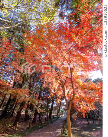 晴朗的秋日,人行道兩旁佈滿了色彩鮮豔的秋葉 晴朗的秋日,人行道兩旁佈滿了色彩鮮豔的秋葉 122910623