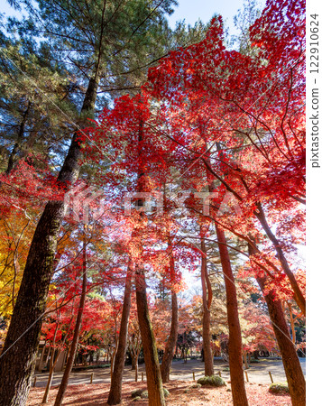 晴朗的秋日，人行道兩旁佈滿了色彩鮮豔的秋葉 122910624