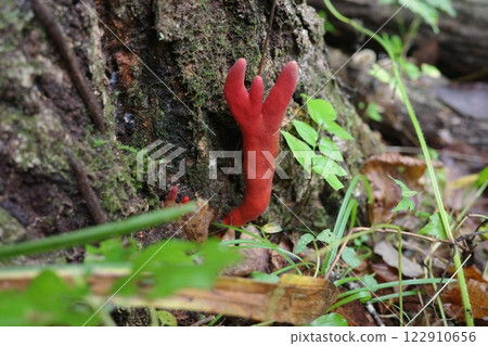 A bright red, highly poisonous mushroom, the fly agaric A bright red, highly poisonous mushroom, the fly agaric 122910656