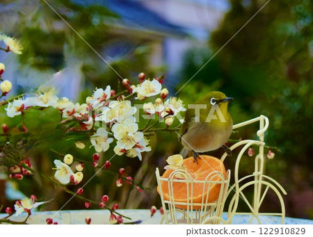 In the garden, the scent of early spring wafts through the air. In the garden, the scent of early spring wafts through the air. 122910829