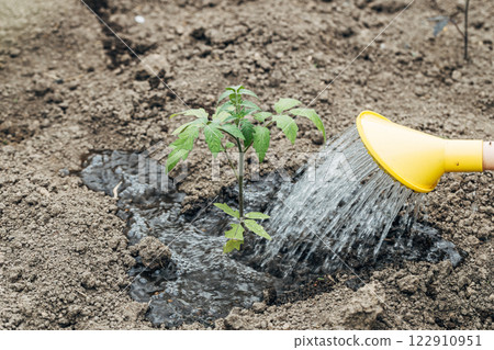 Watering tomato plant in vegetable garden. Organic gardening 122910951