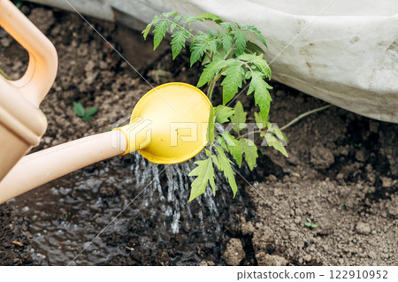 Watering tomato plant in vegetable garden. Organic gardening 122910952