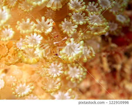 The red spotted shrimp lives in a sea anemone The red spotted shrimp lives in a sea anemone 122910996