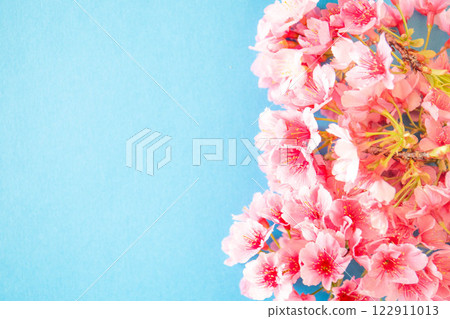 櫻花圖像背景 122911013