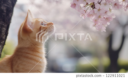 cat, pussy, cherry blossom 122911021