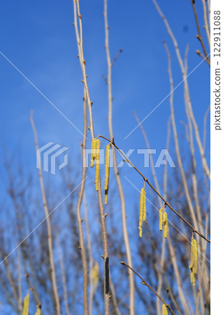 Common hazel 122911088