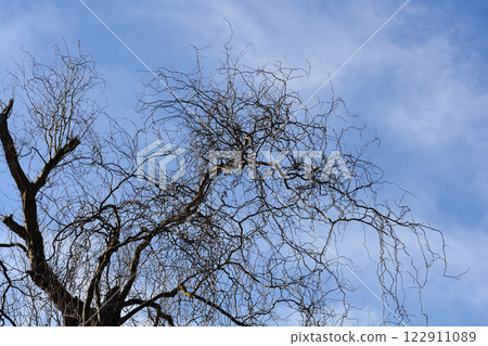 Dragons claw willow 122911089