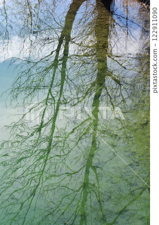 Trees reflection 122911090