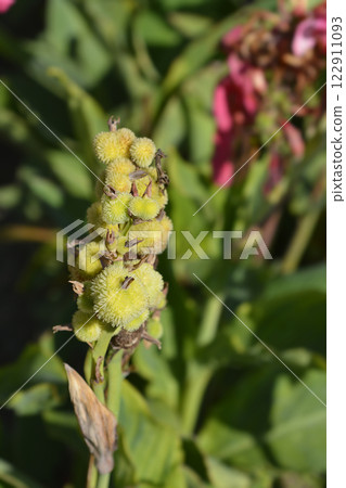 Canna lily Tropical Rose 122911093