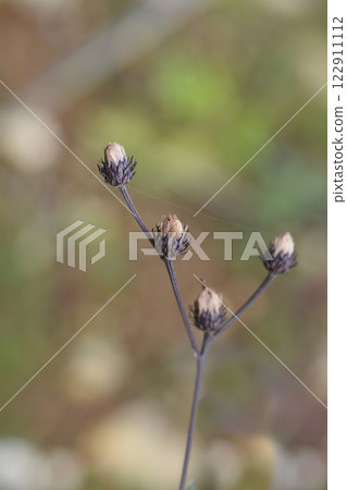 New York ironweed 122911112