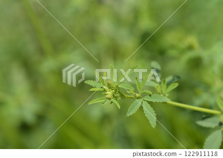 Yellow sweet clover Yellow sweet clover 122911118