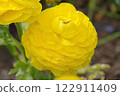 Yellow Ranunculus 122911409