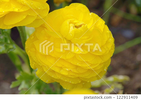 Yellow Ranunculus Yellow Ranunculus 122911409