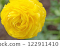 Yellow Ranunculus 122911410