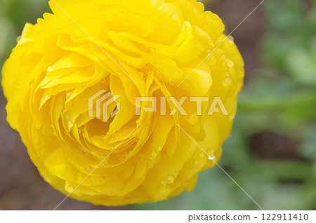 Yellow Ranunculus Yellow Ranunculus 122911410