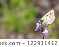 Pine-leaf orchid and lycaenid butterfly 122911412