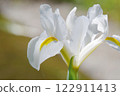 White irises 122911413