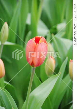 Early Spring Tulips 122911414