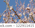 Plum blossom  122911415