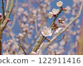 White plum 122911416