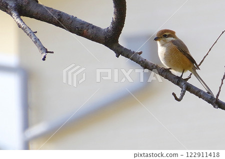 Simara camom Simara camom 122911418